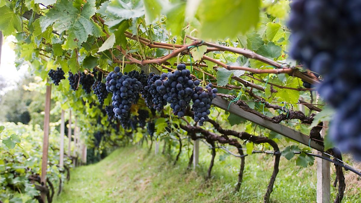 I nostri vigneti