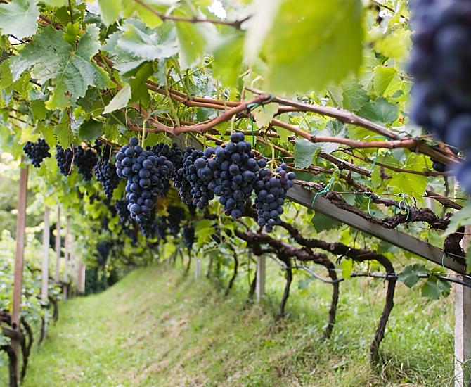 I nostri vigneti