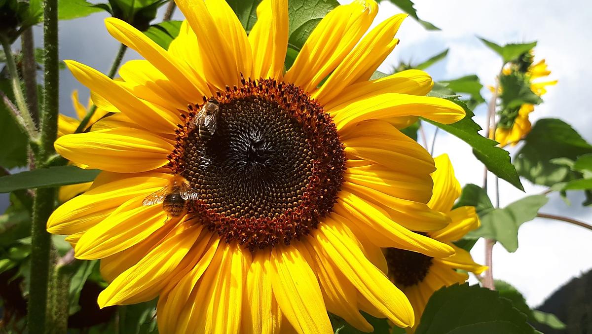 I girasoli del nostro campo in piena fioritura! 