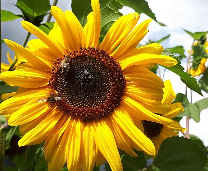 I girasoli del nostro campo in piena fioritura! 