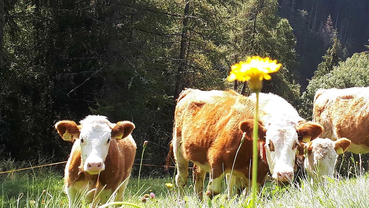 I nostri animali al pascolo