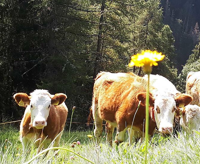 I nostri animali al pascolo