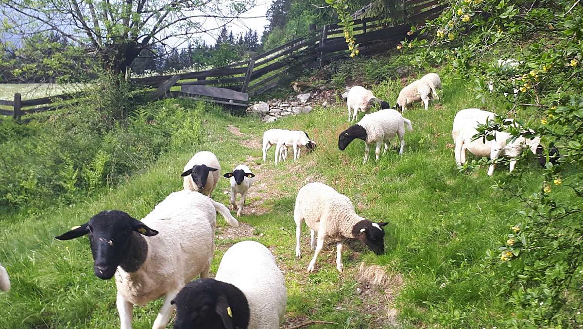 La nostra pecora Dorper