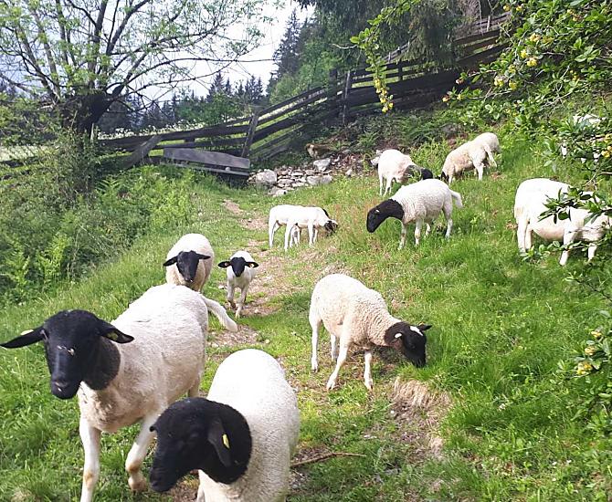 La nostra pecora Dorper