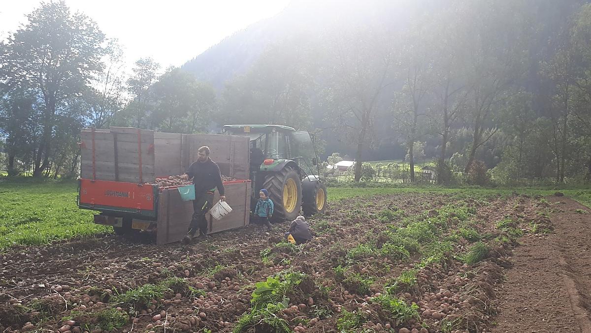 La raccolta di patate