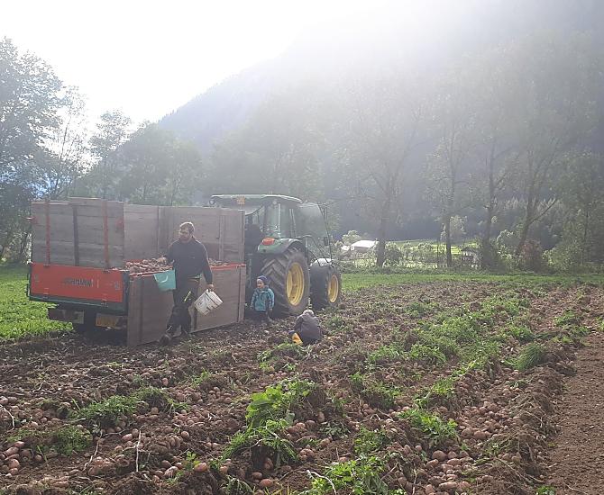 La raccolta di patate