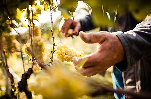 La vendemmia