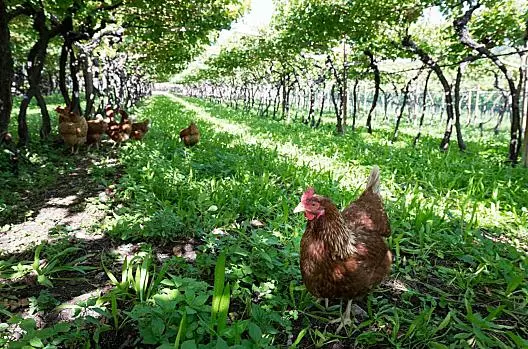 Weinhof - Liste Photo