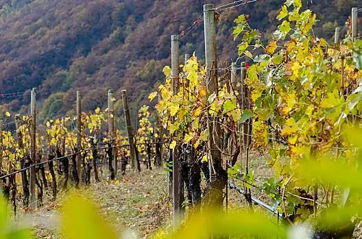Weinhof - Liste Photo