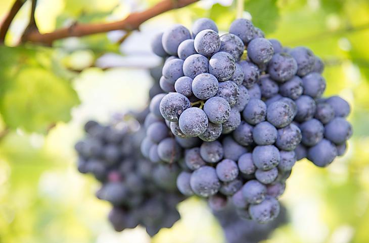 Kurz vor der Ernte: Vernatsch-Trauben für unseren Hauswein