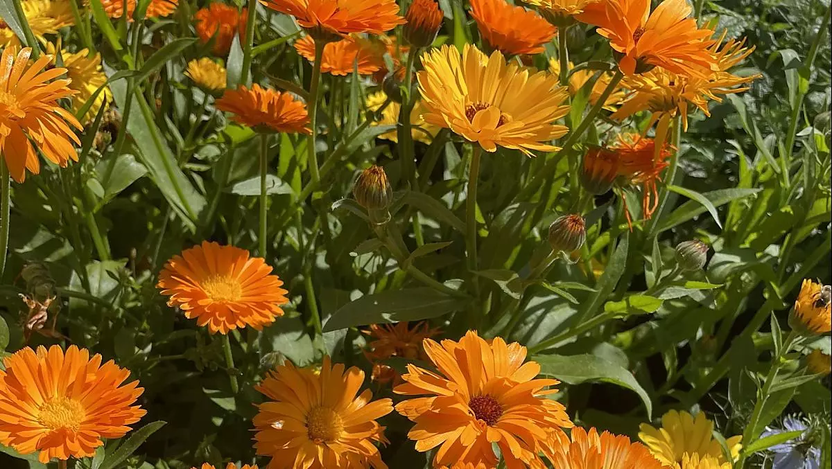 Calendule