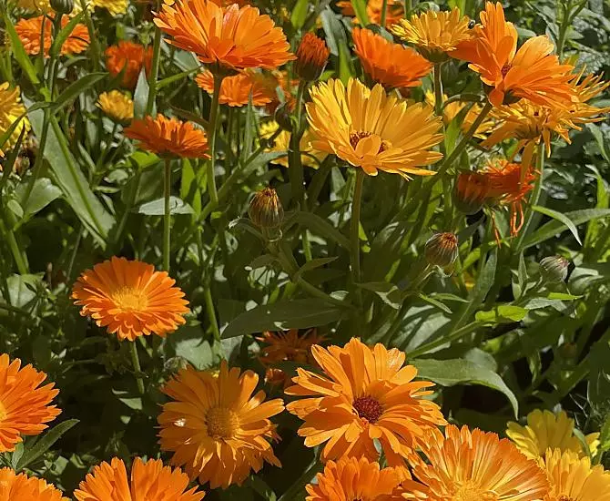 Calendule