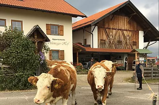 Condurre i vitelli al pascolo 