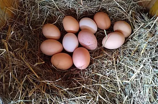 Uova delle nostre galline