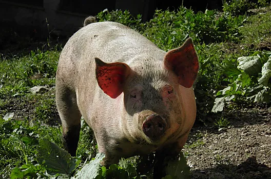 Ungererhof - Liste Photo