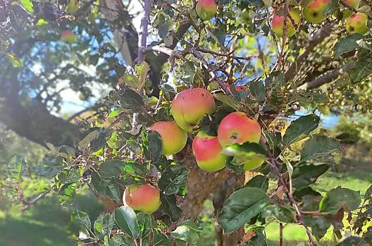 Antica varietà di mele 'Winterzitrone'