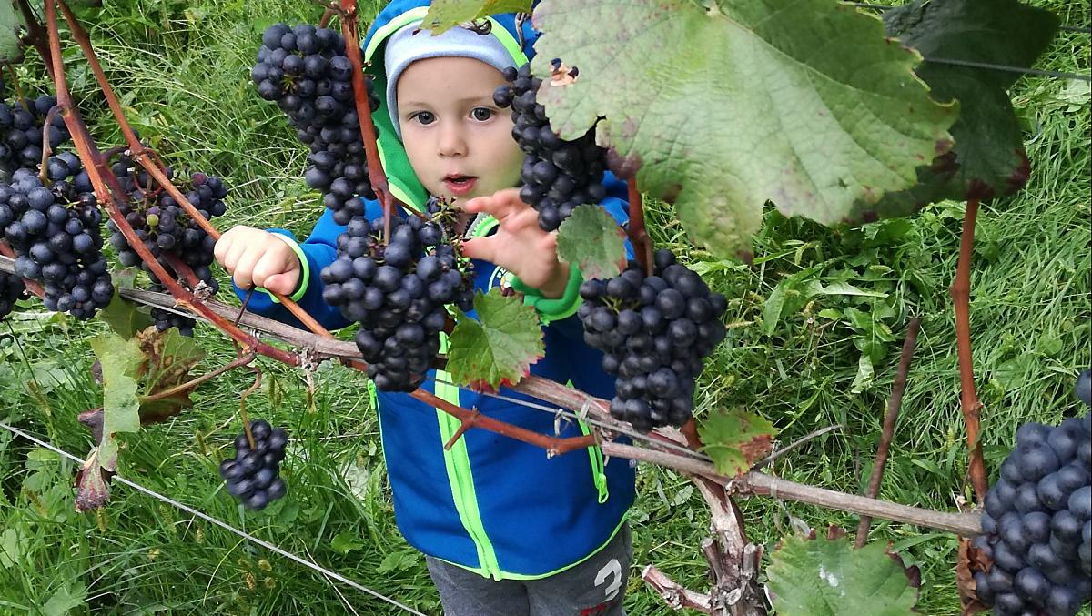 Vendemmia