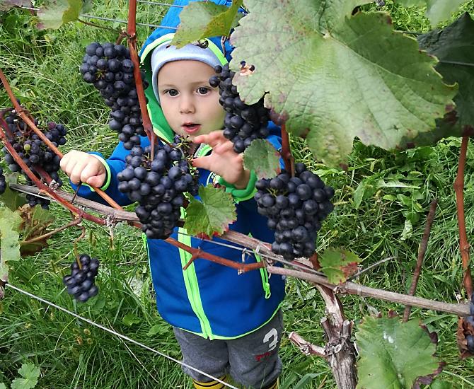 Vendemmia