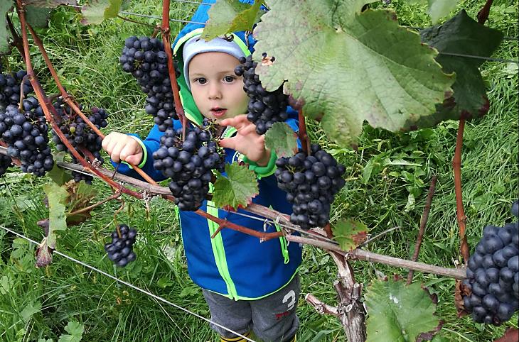 Vendemmia