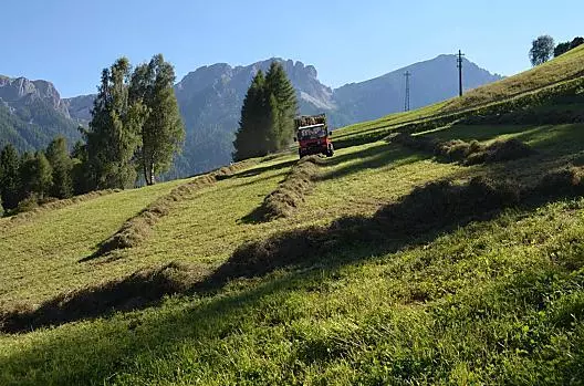 Fienagione