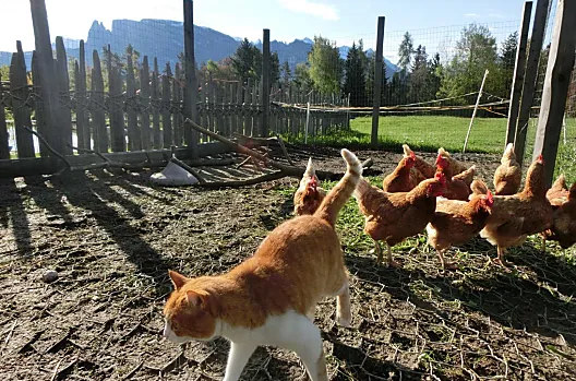 Kathi visita le nostre galline