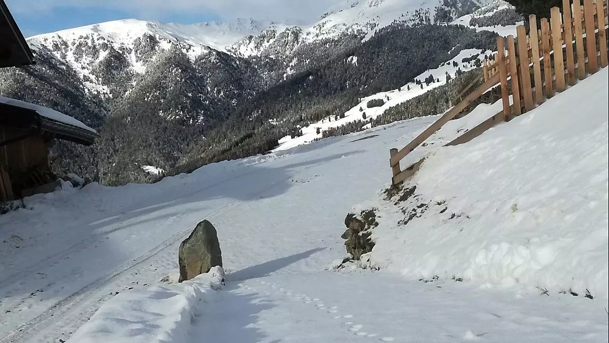 Orme di gatto nella prima neve