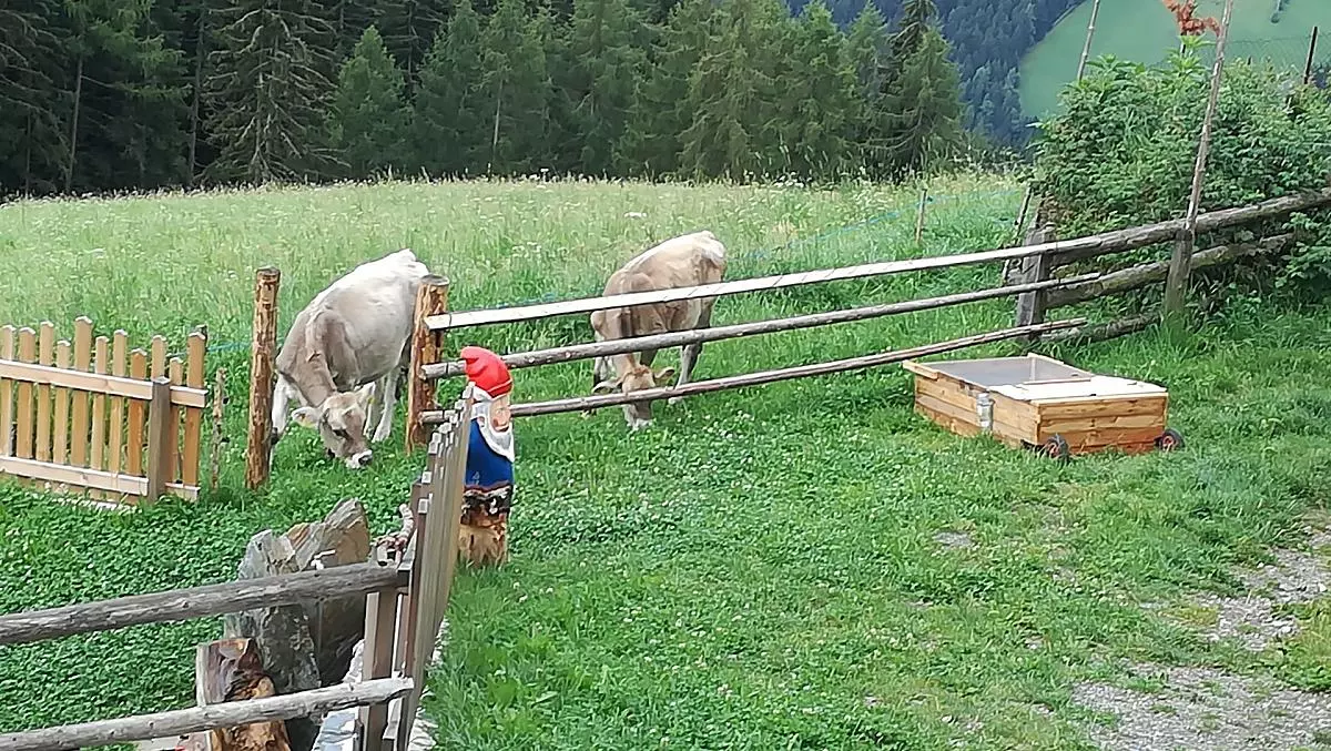 Eviva e Serena al pascolo