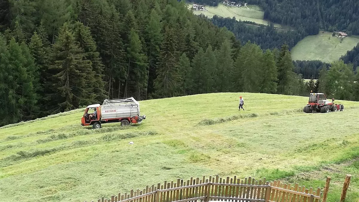 Fienagione