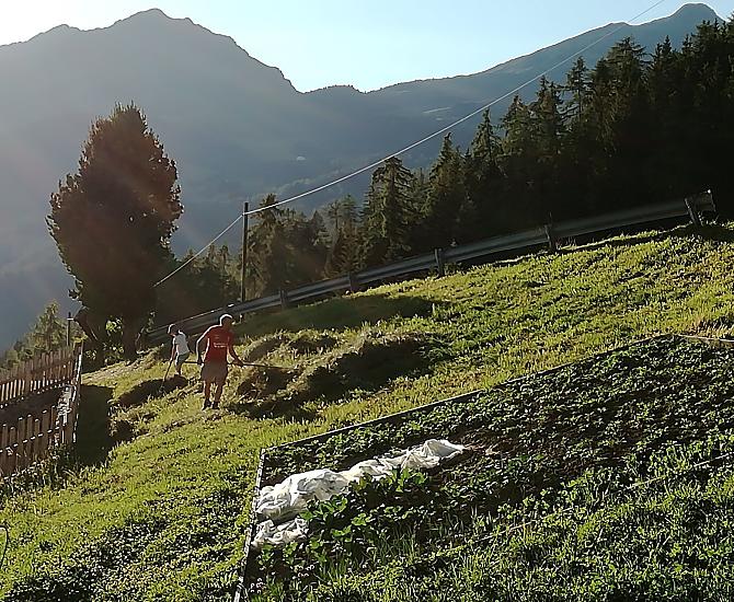 Gli ultimi raggi di sole durante la raccolta del fieno
