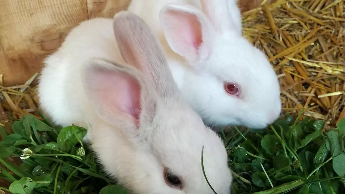 Lilli e Flitzer