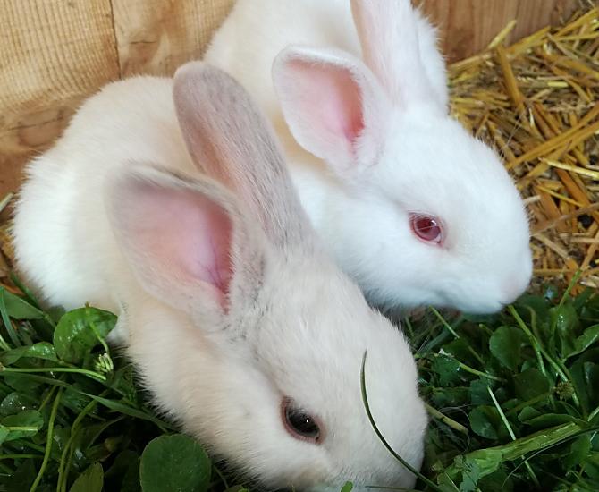 Lilli e Flitzer