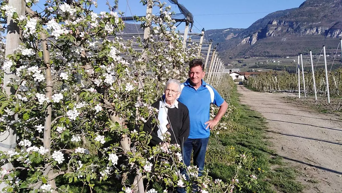 Fiori di melo