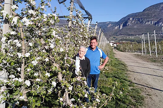 Fiori di melo
