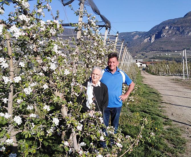Fiori di melo