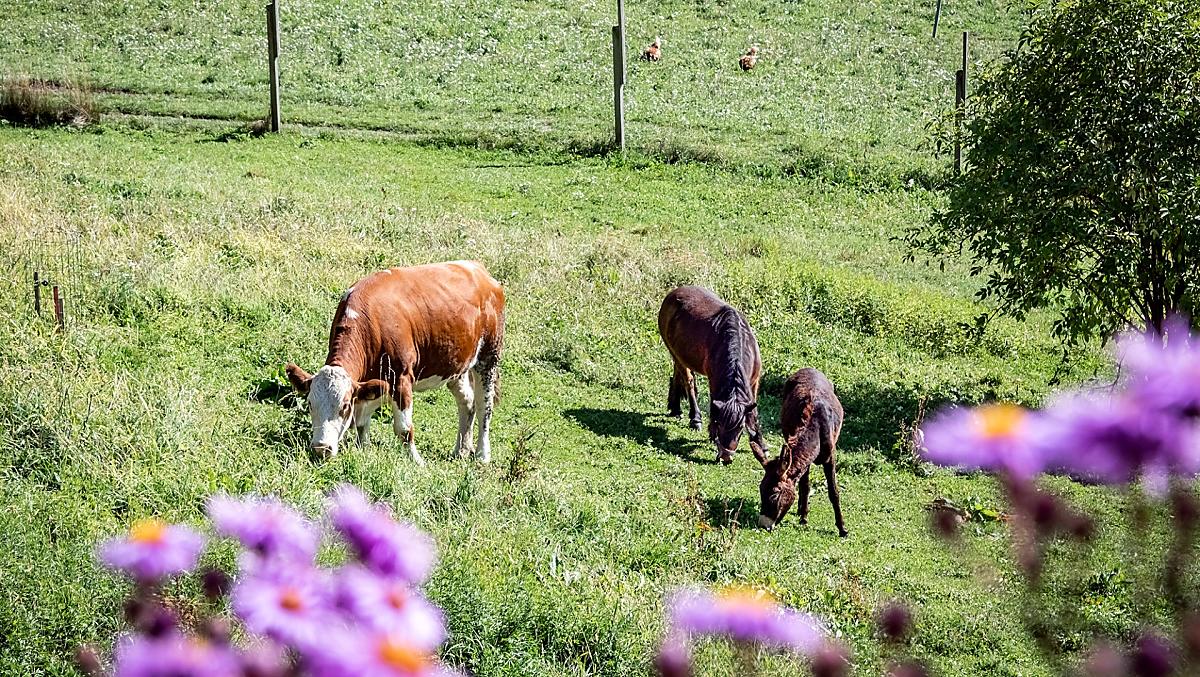 La mucca Aida, il pony Lena, l’asino Lilli