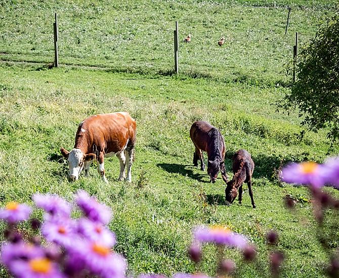 La mucca Aida, il pony Lena, l’asino Lilli
