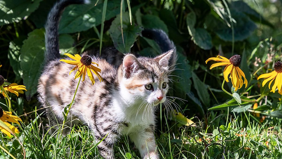 Il gatto Sissi