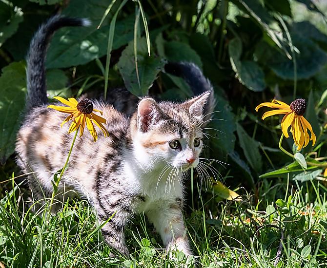 Il gatto Sissi