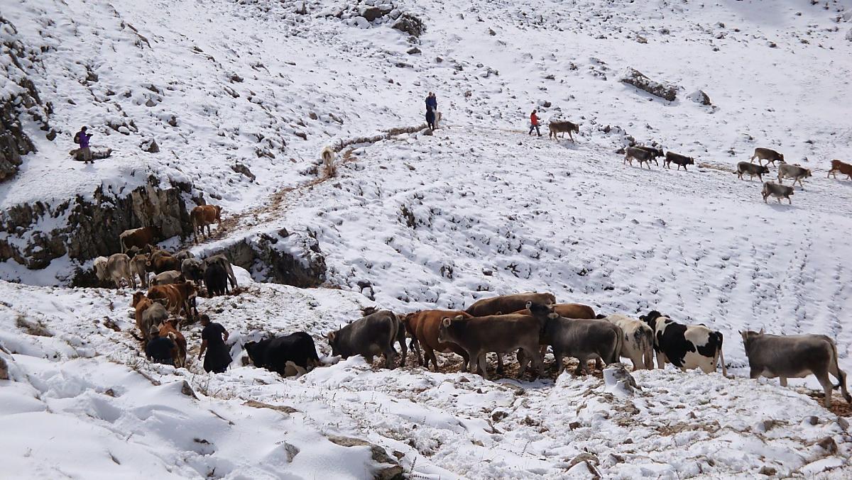 La guida familiare è in calo con l'inizio dell'inverno