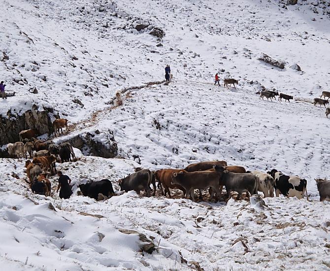 La guida familiare è in calo con l'inizio dell'inverno