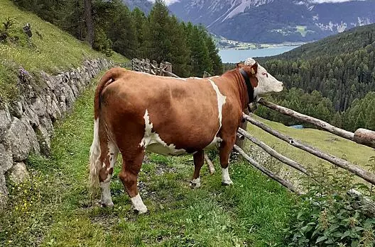 La nostra mucca sulla via del ritorno da una vacanza estiva in montagna
