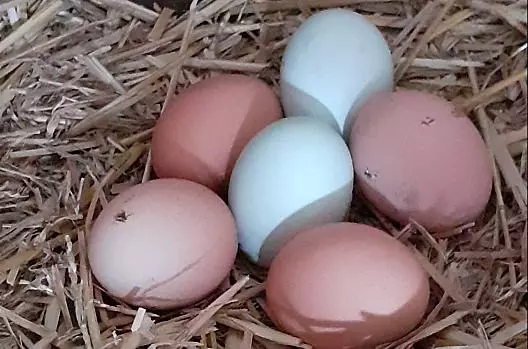 Dove le nostre galline depongono le uova