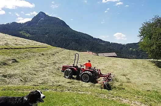 Il lavoro con il fieno e Sultan, il cane del maso