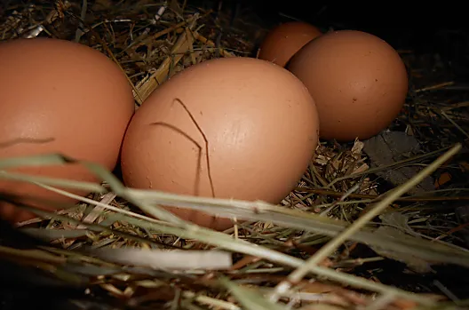 Uova fresche deposte dalle nostre galline felici
