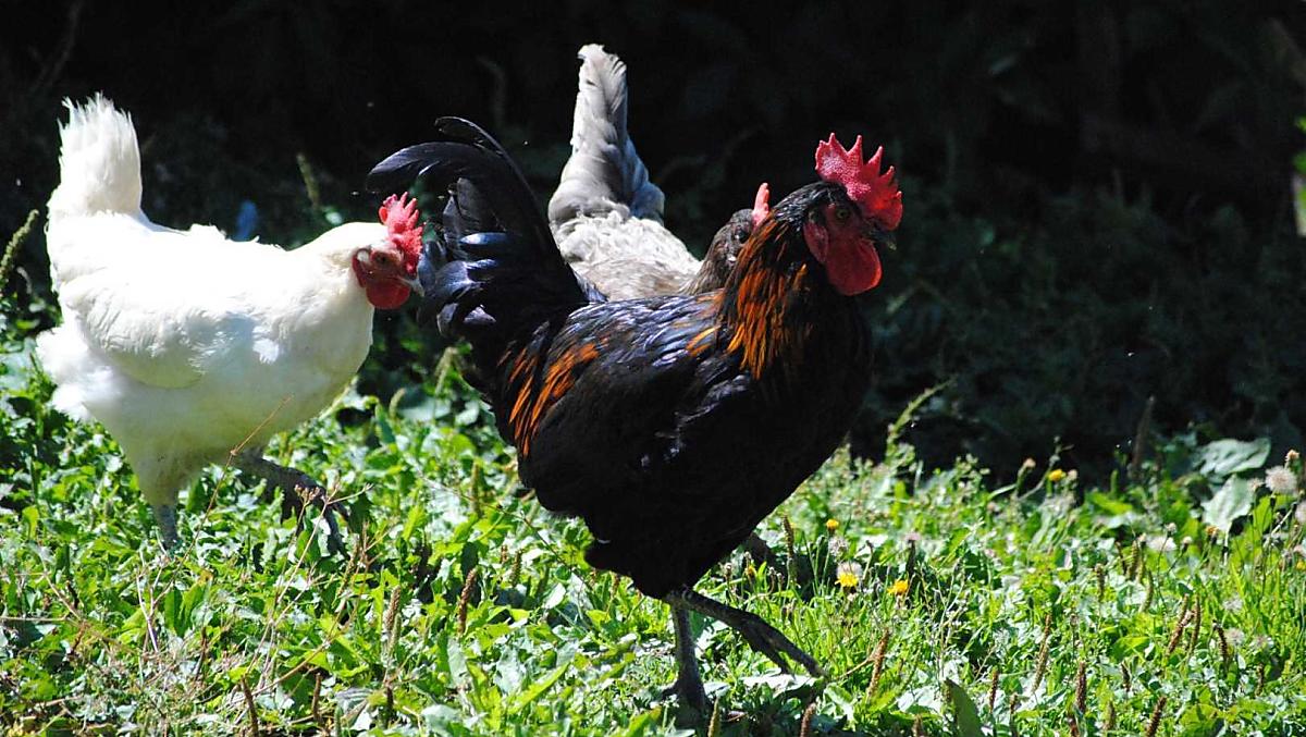 Il nostro gallo con la gallina 
