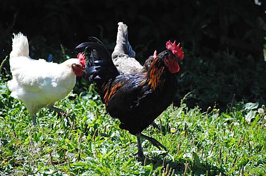 Il nostro gallo con la gallina 