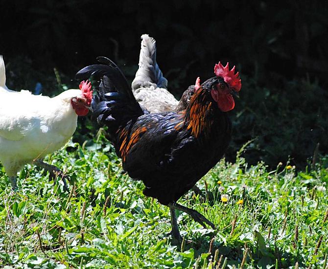 Il nostro gallo con la gallina 