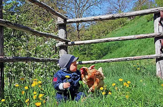 Le nostre galline
