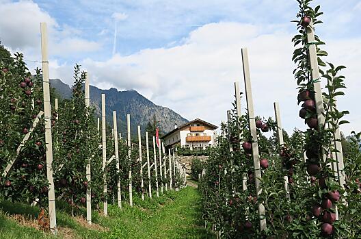 Il Winklerhof con i suoi meleti