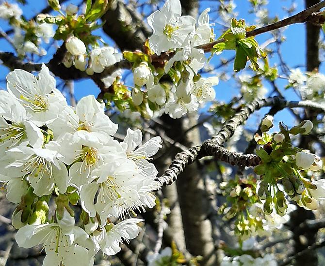 Obkirch - Bildergalerie Photo